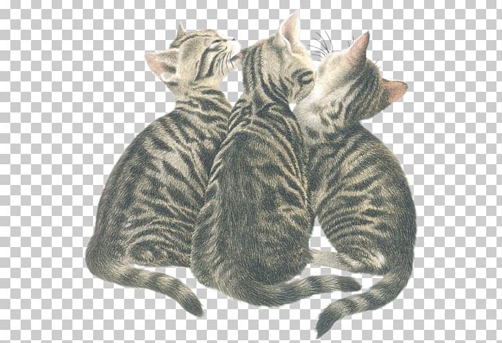 Dragon Li Tabby Cat California Spangled Toyger American Shorthair PNG, Clipart, Bengal Cat, California Spangled, Carnivoran, Cat, Cat Like Mammal Free PNG Download