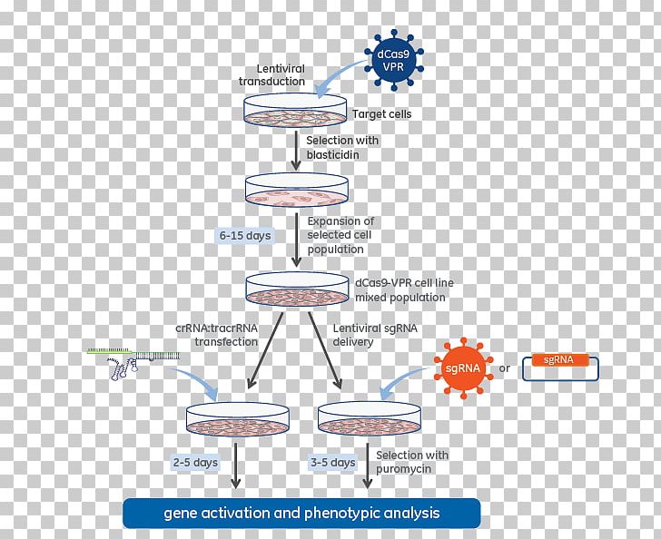 Lentivirus CRISPR DCas9 Activation System Guide RNA PNG, Clipart, Area, Complementary Dna, Crispr, Crispr Interference, Dcas9 Activation System Free PNG Download