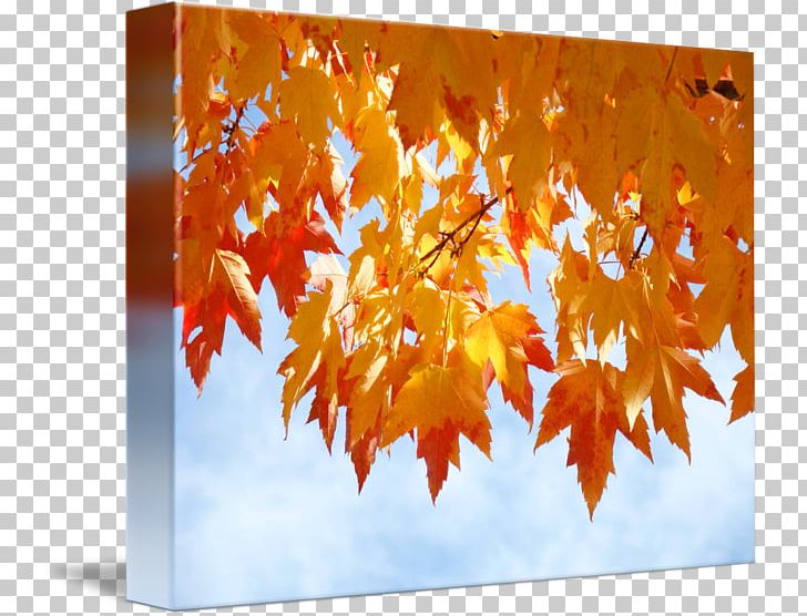 Autumn Leaf Color Gallery Wrap Orange Art PNG, Clipart, Art, Autumn, Autumn Leaf Color, Branch, Cafepress Free PNG Download