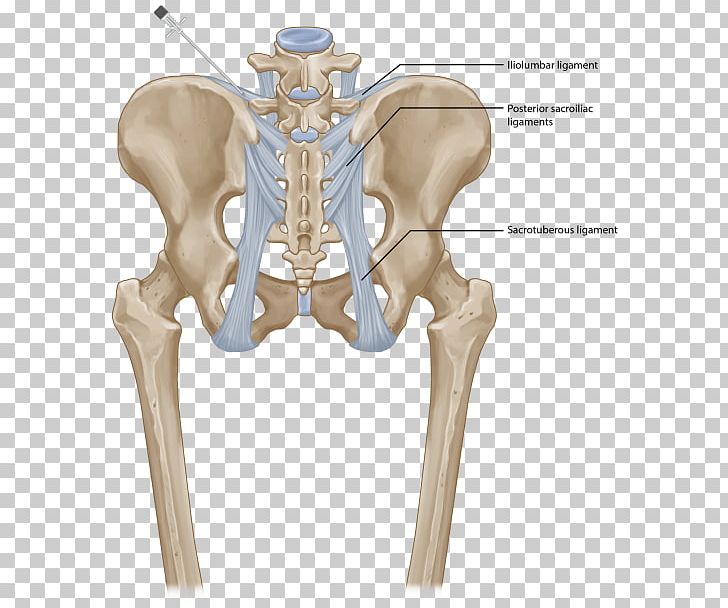 Hip Sacroiliac Joint Dysfunction Posterior Sacroiliac Ligament Iliolumbar Ligament PNG, Clipart, Anterior Sacroiliac Ligament, Bone, Hip, Human Body, Iliac Crest Free PNG Download