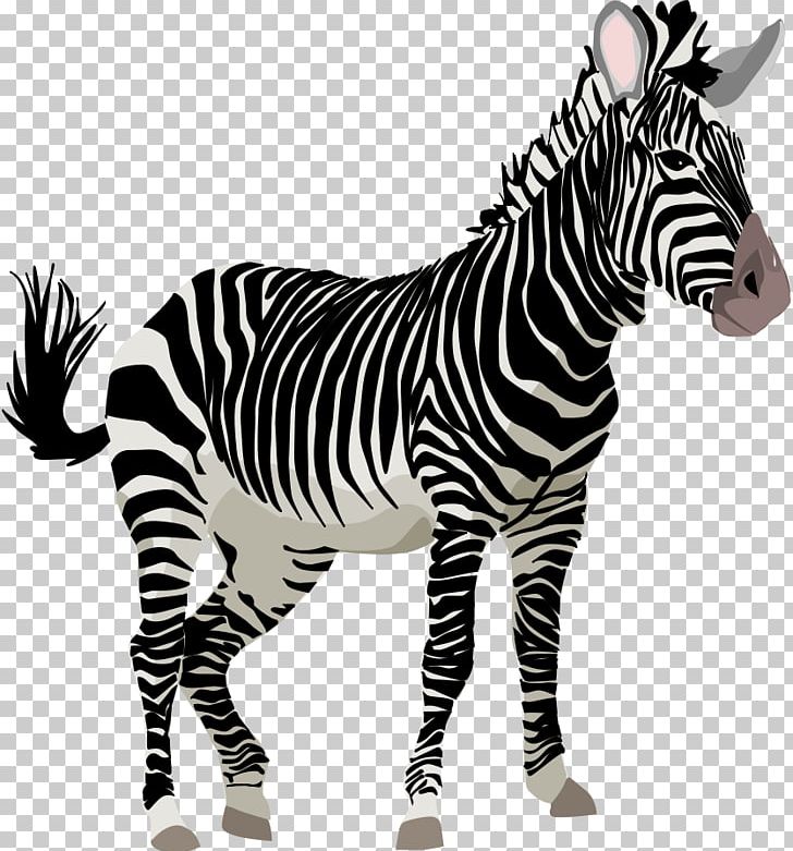 Zebra Giant Panda Foal PNG, Clipart, Animal, Animals, Animation, Black, Black And White Free PNG Download