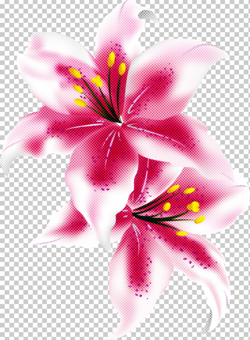 Lily Flower PNG, Clipart, Cut Flowers, Floral Design, Floral Frame, Flower, Flower Bouquet Free PNG Download