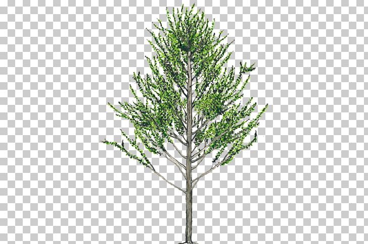 Alnus Acuminata Tree Evergreen Woody Plant Spruce PNG, Clipart, Alder, Alnus Acuminata, Branch, Conifer, Conifers Free PNG Download