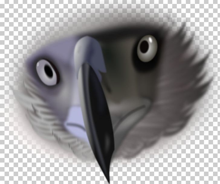 Bald Eagle Bird Beak Eye PNG, Clipart, Accipitriformes, Animal, Animals, Bald Eagle, Beak Free PNG Download