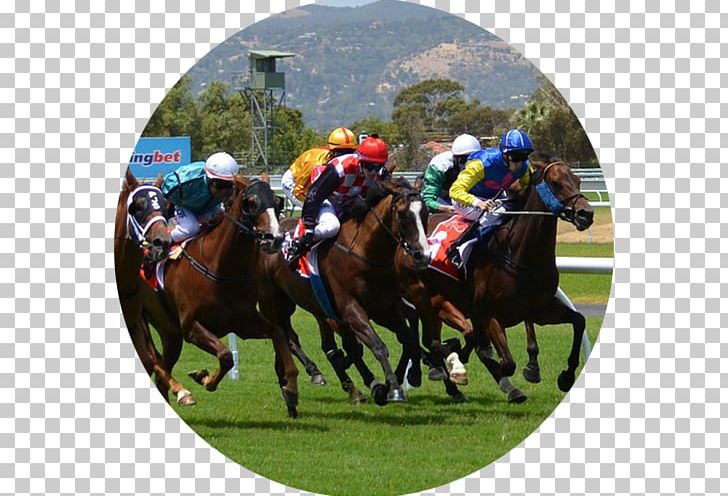 Horse Racing W.S. Cox Plate Melbourne Cup Caulfield Cup PNG, Clipart, Animals, Animal Sports, Betting Strategy, Blinkers, Equestrian Free PNG Download