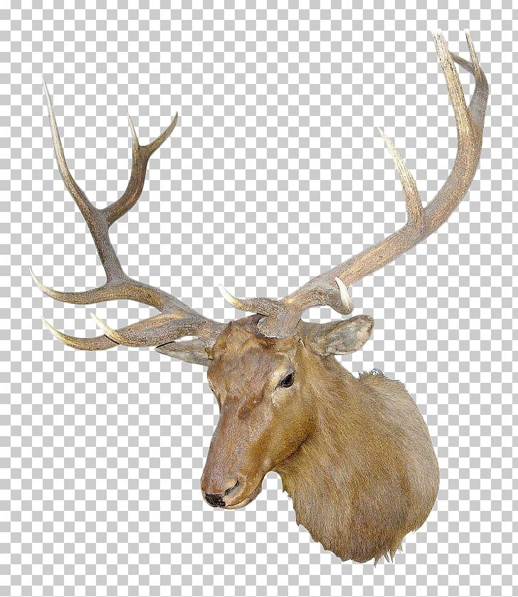 Irish Elk Antler White-tailed Deer PNG, Clipart, Animal, Animals, Antler, Black Forest, Country Free PNG Download