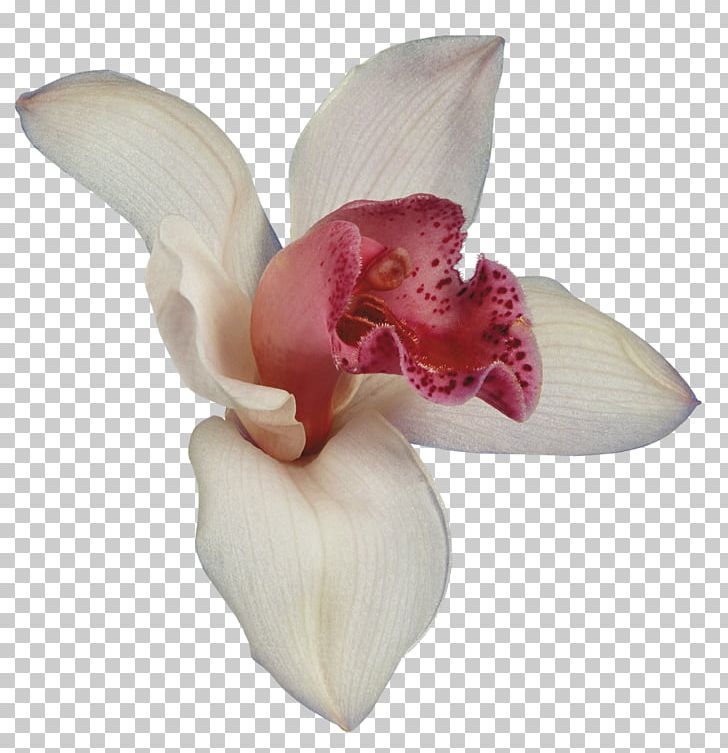 Orchids Flower Petal PNG, Clipart, Boat Orchid, Cattleya, Cattleya Orchids, Clip Art, Cut Flowers Free PNG Download