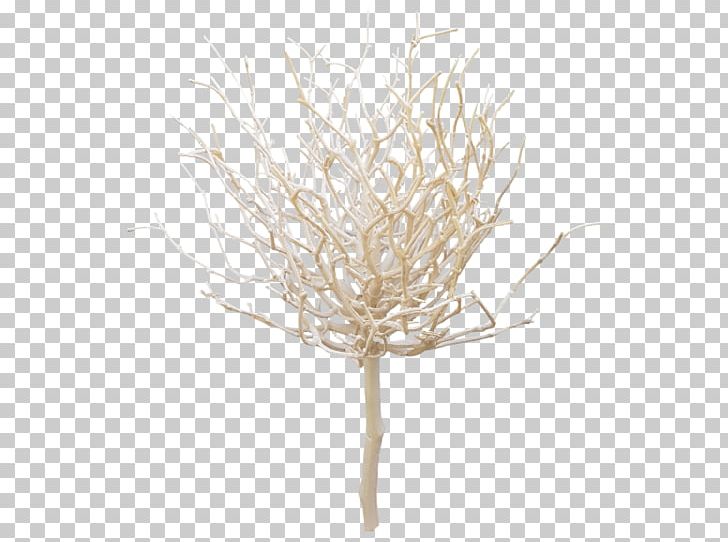 Twig Plant Stem Commodity PNG, Clipart, Branch, Commodity, Others, Plant, Plant Stem Free PNG Download