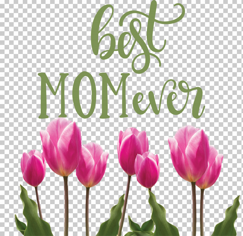 Mothers Day Best Mom Ever Mothers Day Quote PNG, Clipart, Best Mom Ever, Drawing, Mothers Day, Sticker, Wall Decal Free PNG Download