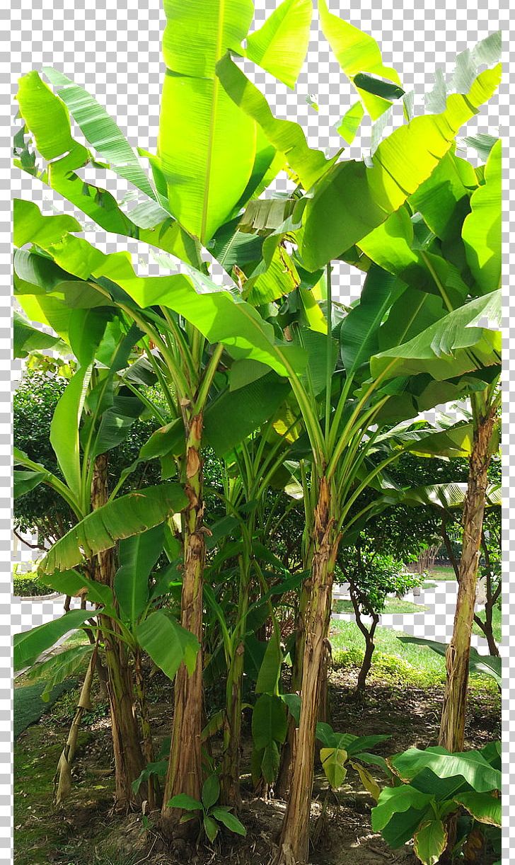 Banana Leaf Coconut Musa Basjoo PNG, Clipart, Autumn Leaves, Banana, Banana Family, Banana Leaves, Coconut Tree Free PNG Download