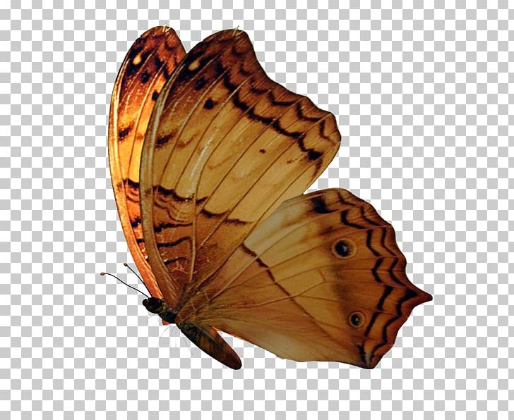 Brush-footed Butterflies Butterfly PNG, Clipart, Arthropod, Brush Footed Butterflies, Brush Footed Butterfly, Butterflies And Moths, Butterfly Free PNG Download