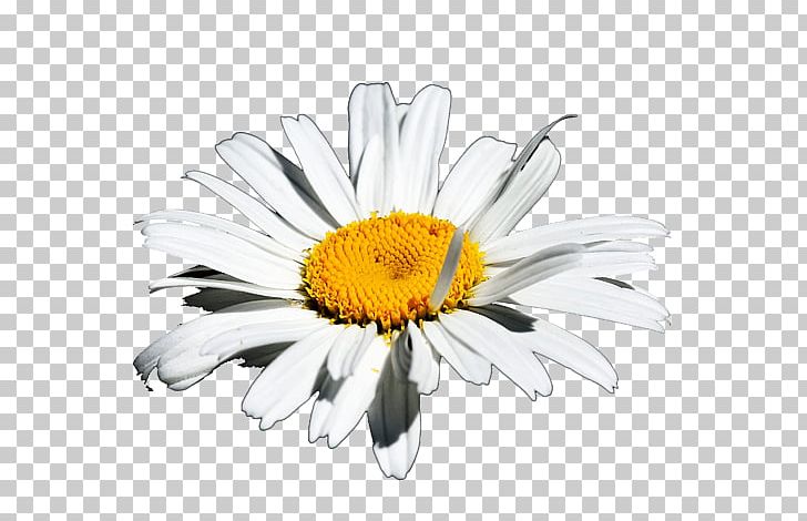 Common Daisy Oxeye Daisy Marguerite Daisy Chrysanthemum Transvaal Daisy PNG, Clipart, Argyranthemum, Chamaemelum Nobile, Chrysanthemum, Chrysanths, Common Daisy Free PNG Download
