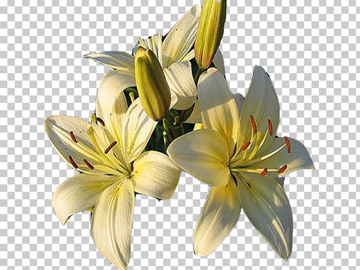 Cut Flowers Petal PNG, Clipart, Cut Flowers, Flower, Flowering Plant, Lilly, Lily Free PNG Download