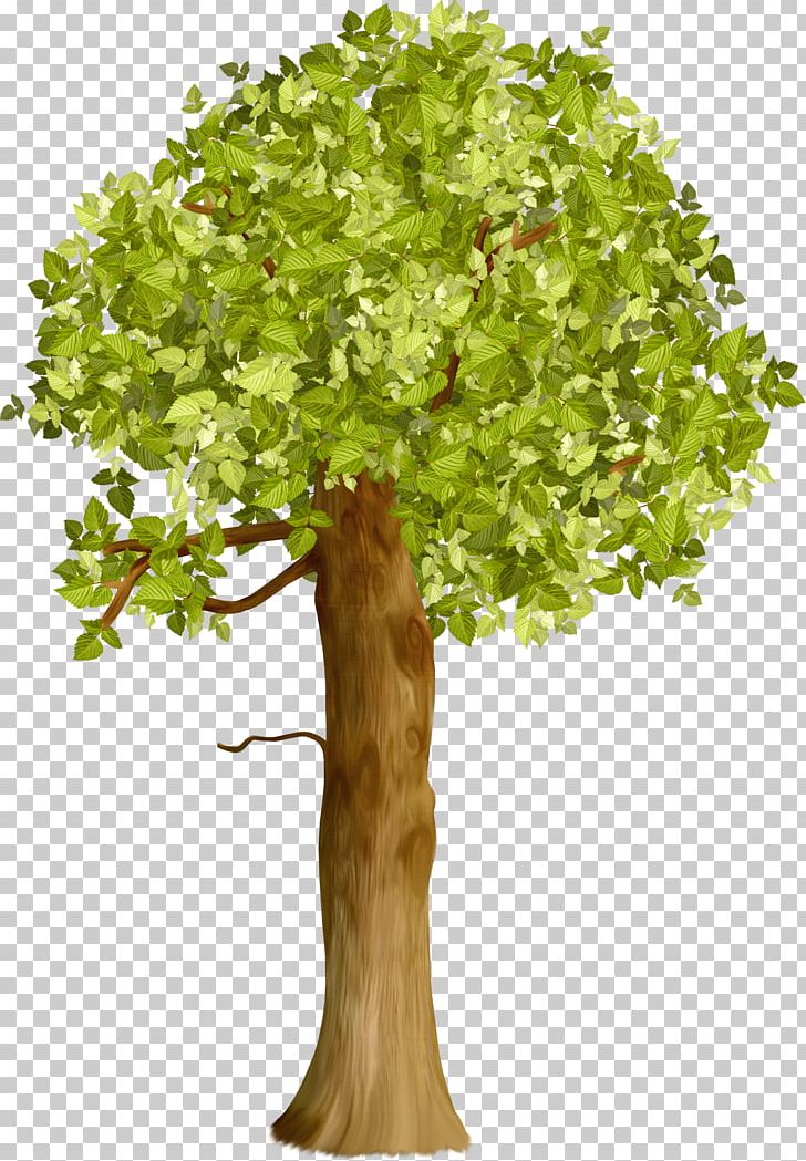 Trunk Tree Crown Branch PNG, Clipart, Arecaceae, Beech, Branch, Crown, Desktop Wallpaper Free PNG Download
