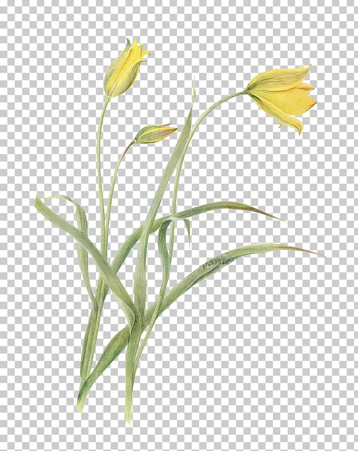 Tulip Flower Houseplant Botany PNG, Clipart, Art, Background Green, Bonsai, Botanical Illustration, Branch Free PNG Download