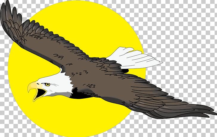 Bald Eagle Free Content PNG, Clipart, Accipitriformes, Animals, Beak, Bird, Bird Of Prey Free PNG Download