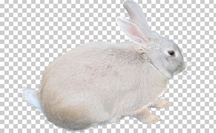 Leporids Photography PNG, Clipart, Animals, Black White, Cute, Cute Border, Domestic Rabbit Free PNG Download