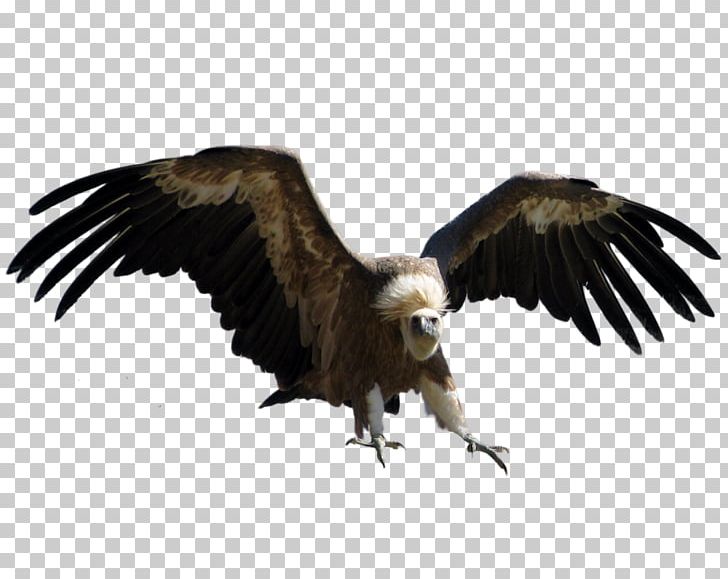 Stock Photography Eagle PNG, Clipart, Accipitriformes, Animals, Bald Eagle, Beak, Bird Free PNG Download