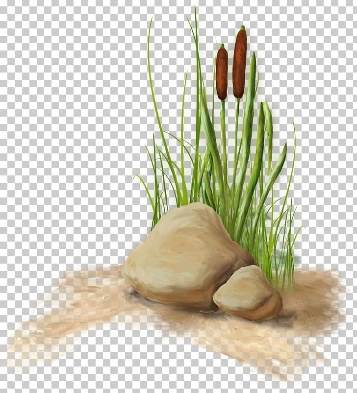 Swamp Aliekšycy Scirpus Bank PNG, Clipart, Asian Swamp Eel, Bank, Commodity, Digital Image, Drawing Free PNG Download