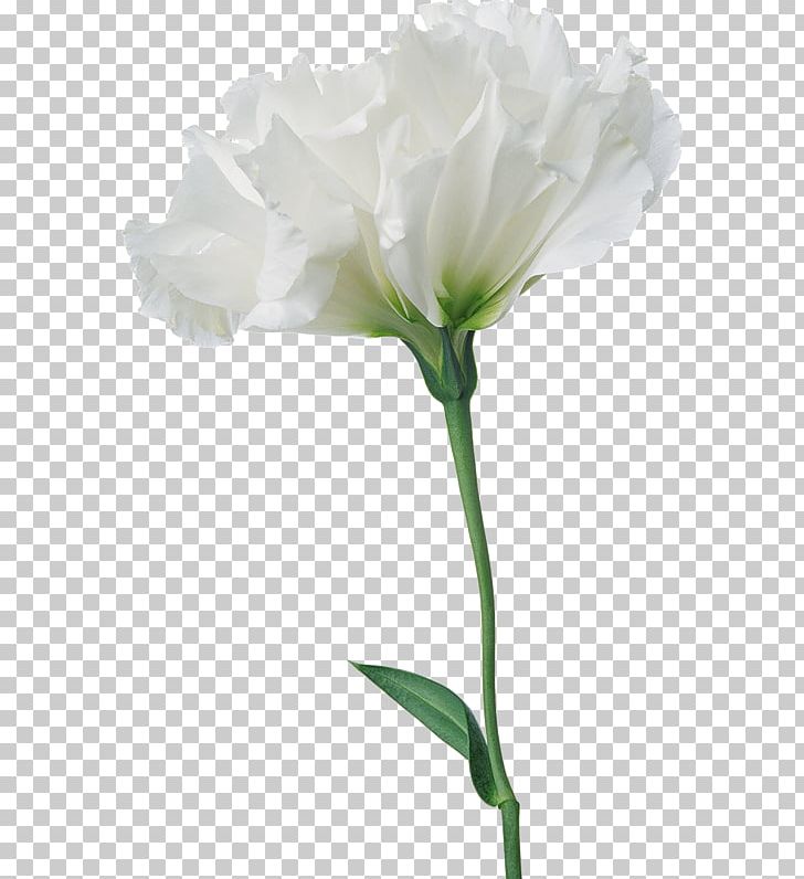 Flower Photography PNG, Clipart, Carnation, Cut Flowers, Drawing, Floral, Floral  Free PNG Download