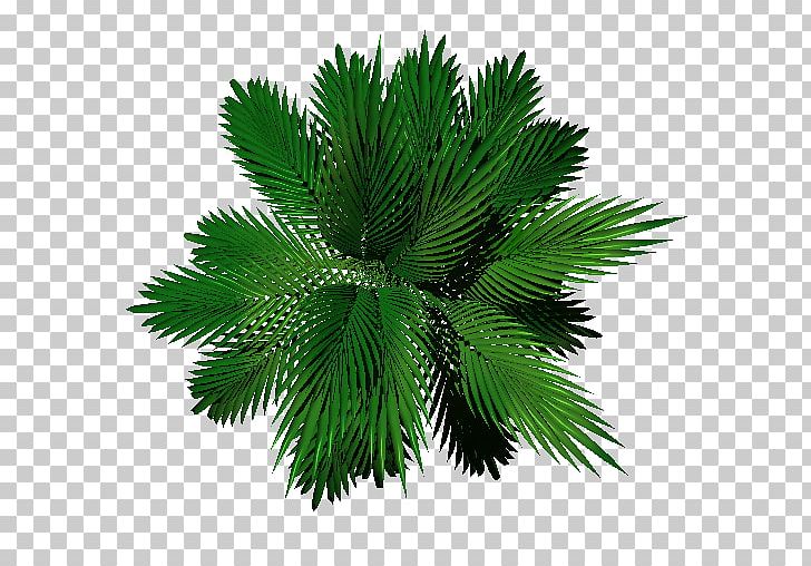 evergreen leaves clipart