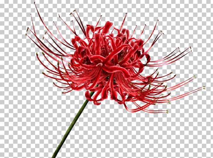 Menstrual Cup Cervix Meteor Chrysanthemum Blood PNG, Clipart, Blood, Cervix, Chrysanthemum, Chrysanths, Closeup Free PNG Download
