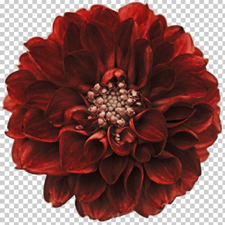 Red Dahlia Stock Photography Cut Flowers PNG, Clipart, Cut Flowers, Dahlia, Deviantart, Flower, Flowering Plant Free PNG Download