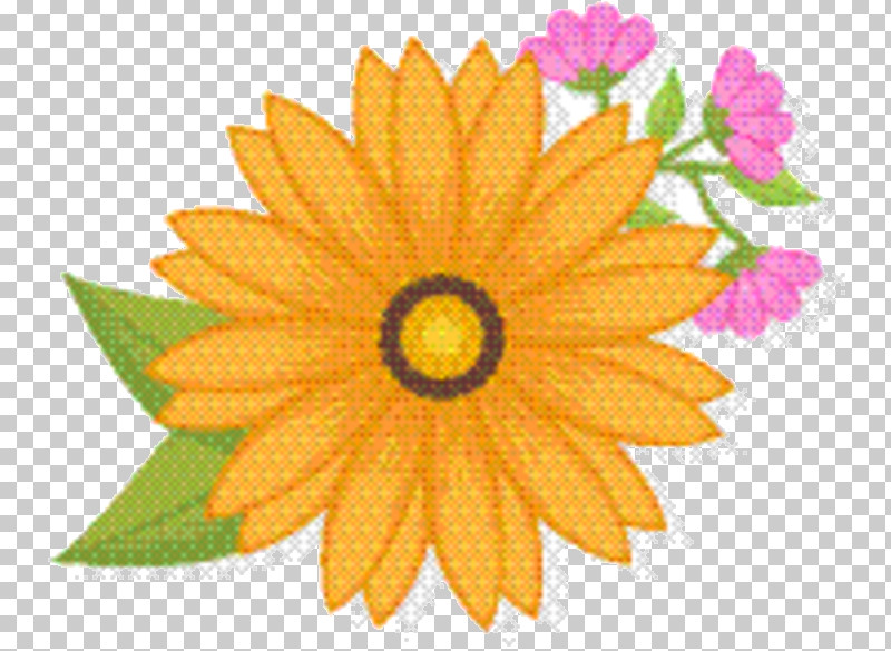 Sunflower PNG, Clipart, Calendula, Chrysanthemum, Dahlia, Daisy Family, English Marigold Free PNG Download