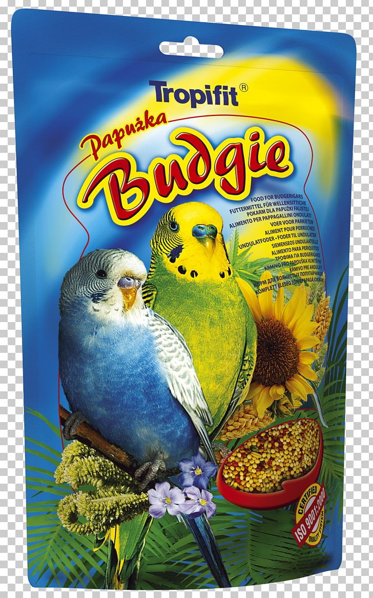 Budgerigar Cockatiel Bird Food Red Factor Canary PNG, Clipart, Animals, Atlantic Canary, Beak, Bird, Bird Feeders Free PNG Download