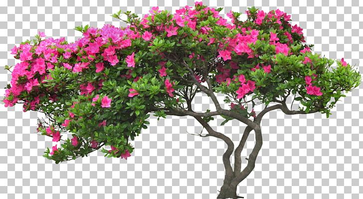Flower Tree Plant PNG, Clipart, Arecaceae, Azalea, Branch, Flora, Flower Free PNG Download