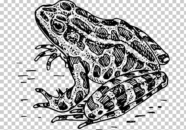 Frog Amphibian Black And White PNG, Clipart, Amphibian, Art, Automotive Design, Black And White, Bumpy Frog Cliparts Free PNG Download