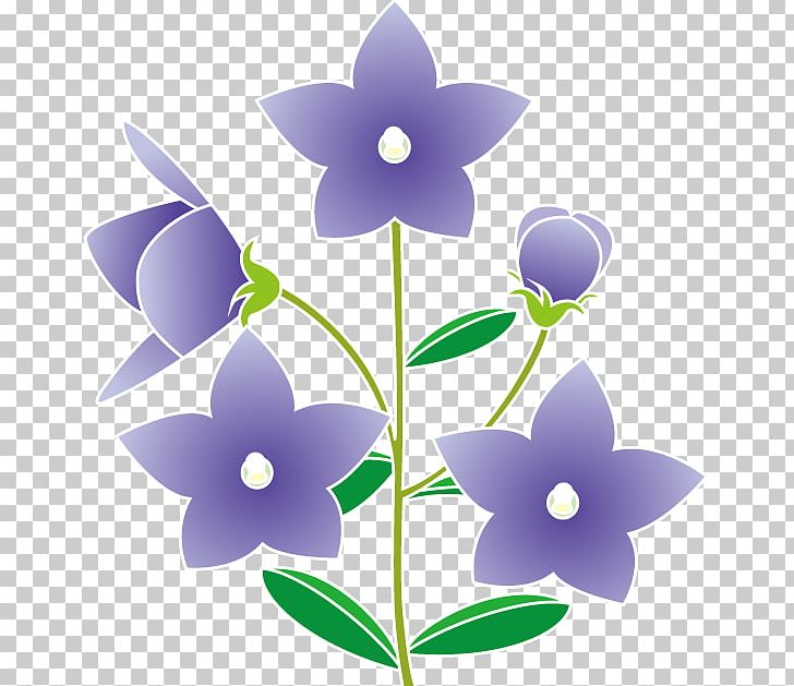Platycodon Grandiflorus Summer PNG, Clipart, Autumn, Flora, Flower, Flowering Plant, Others Free PNG Download