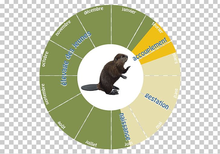 Biological Life Cycle American Beaver Beaver Dam Reproduction Fisher PNG, Clipart, Academy Of Sciences, Beaver, Beaver Dam, Biological Life Cycle, Biology Free PNG Download