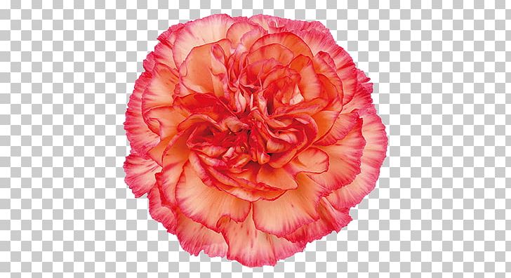 Carnation Cut Flowers Rose Color PNG, Clipart, Begonia, Birth Flower, Carnation, Color, Coral Free PNG Download