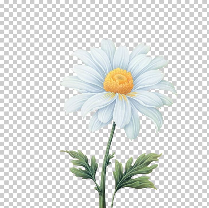 Flower PNG, Clipart, Aster, Background White, Black White, Computer Wallpaper, Dahlia Free PNG Download