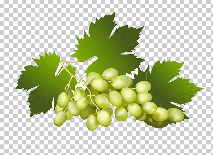 Grape Euclidean PNG, Clipart, Aedmaasikas, Auglis, Black Grapes, Cherry, Euclidean Vector Free PNG Download