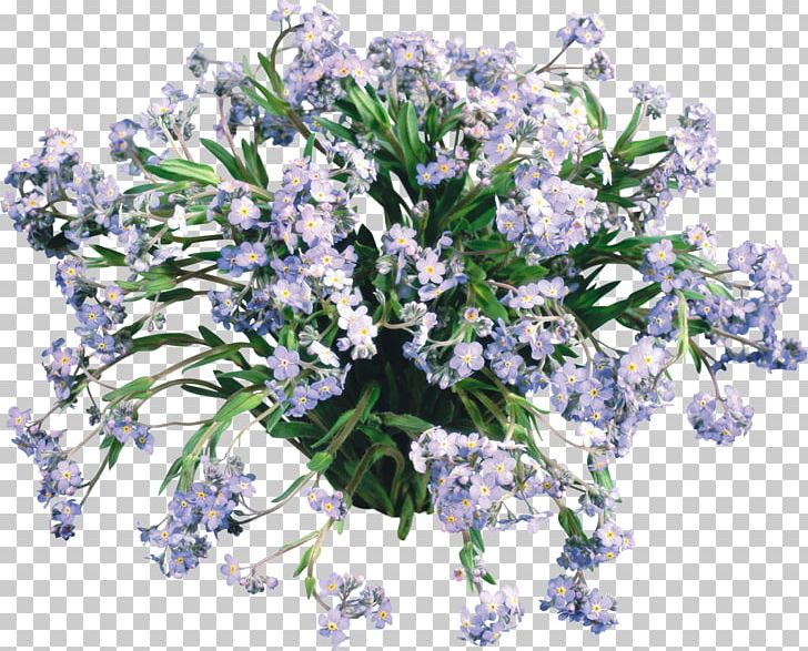Scorpion Grasses Flower Desktop Daffodil English Lavender PNG, Clipart, Cut Flowers, Daffodil, Desktop Wallpaper, Digital Image, English Lavender Free PNG Download