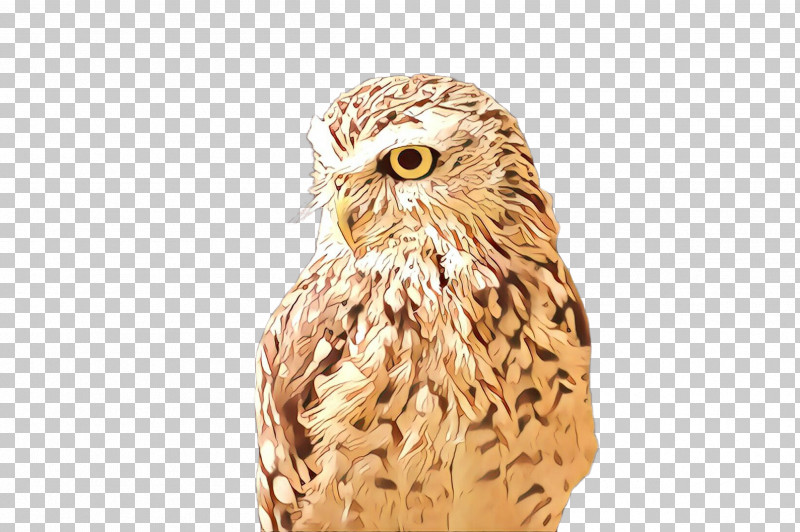 Owl Bird Bird Of Prey Beak Barn Owl PNG, Clipart, Barn Owl, Beak, Bird, Bird Of Prey, Carving Free PNG Download