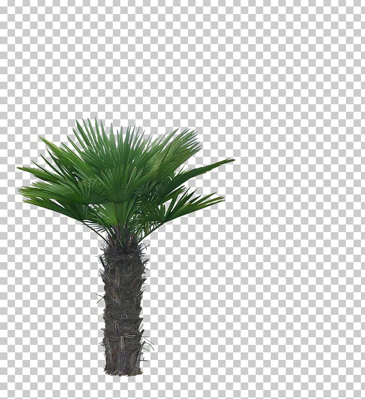 Asian Palmyra Palm Arecaceae Coconut Tree PNG, Clipart, Arecaceae, Arecales, Asian Palmyra Palm, Borassus Flabellifer, Coconut Free PNG Download