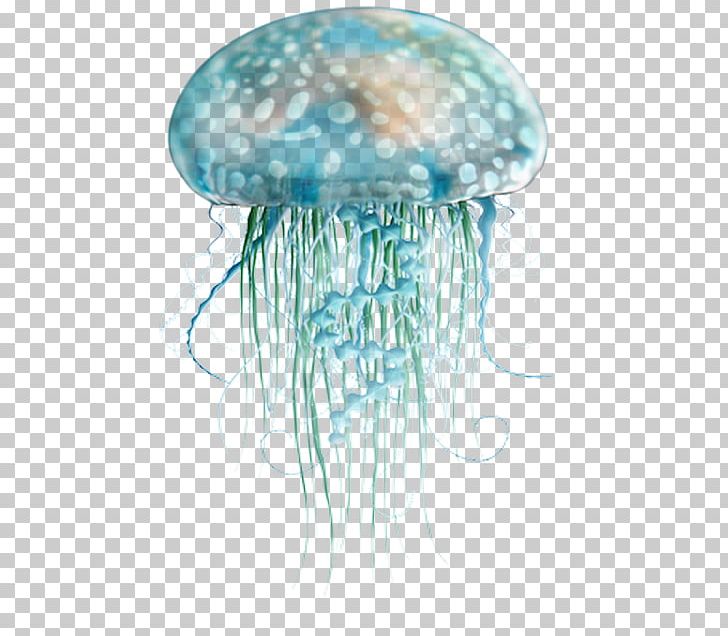 Blue Jellyfish Sea PNG, Clipart, Animal, Blue, Blue Jellyfish, Cnidaria, Color Free PNG Download