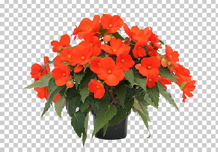 Houseplant Begonia Boliviensis Annual Plant Flowering Plant PNG, Clipart, American Begonia Society, Annual Plant, Begonia, Begonia Boliviensis, Cut Flowers Free PNG Download