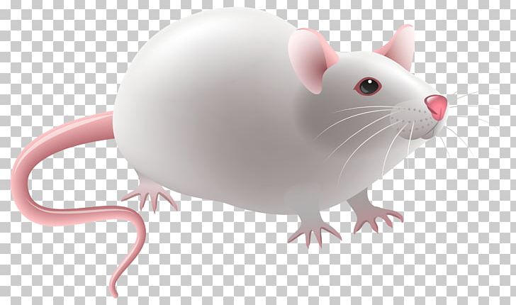 Laboratory Rat PNG, Clipart, Animals, Chinchilla, Clip Art, Gerbil, Hamster Free PNG Download