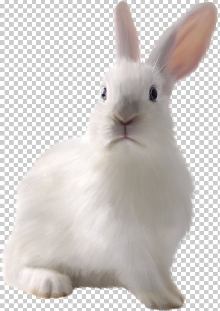 Easter Bunny White Rabbit European Rabbit Domestic Rabbit PNG, Clipart, Animal, Animals, Background White, Black White, Bunny Free PNG Download