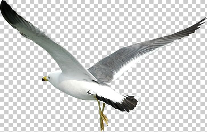 Portable Network Graphics Bird Computer File PNG, Clipart, Animals, Archive File, Beak, Bird, Charadriiformes Free PNG Download