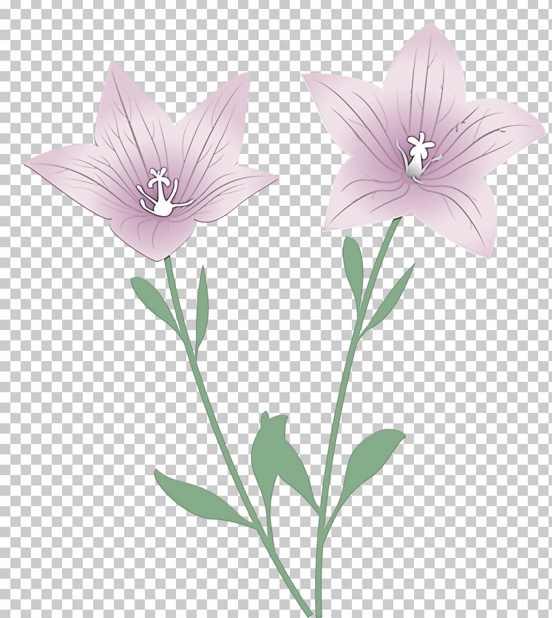 Balloon Flower PNG, Clipart, Balloon Flower, Biology, Flower, Herbaceous Plant, Lavender Free PNG Download