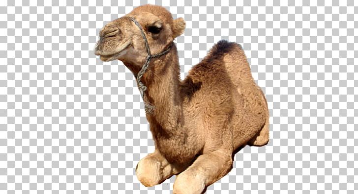 Dromedary Wild Bactrian Camel Gepa Camel Face PNG, Clipart, Animal, Arabian Camel, At Hump, Bactrian Camel, Camel Free PNG Download