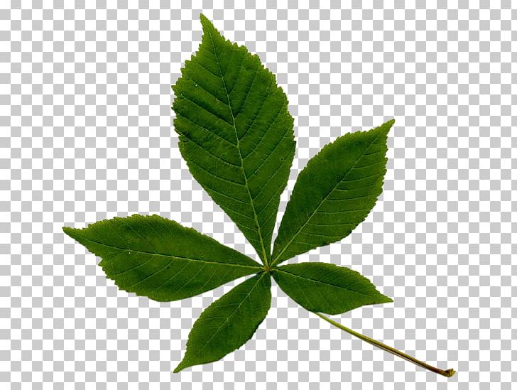 Horse-chestnut Leaf Miner European Horse-chestnut Tree Sweet Chestnut PNG, Clipart, Bud, Chestnut, European, European Horsechestnut, Horsechestnut Leaf Miner Free PNG Download