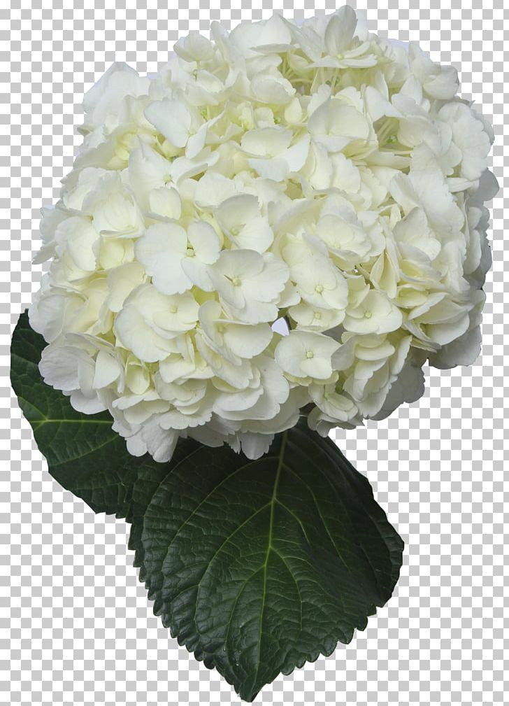 Hydrangea Cut Flowers White Green PNG, Clipart, Blue, Color, Cornales, Cut Flowers, Flower Free PNG Download