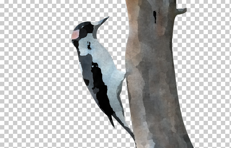 Penguins Woodpeckers Birds Flightless Bird Beak PNG, Clipart, Beak, Biology, Birds, Flightless Bird, Meter Free PNG Download