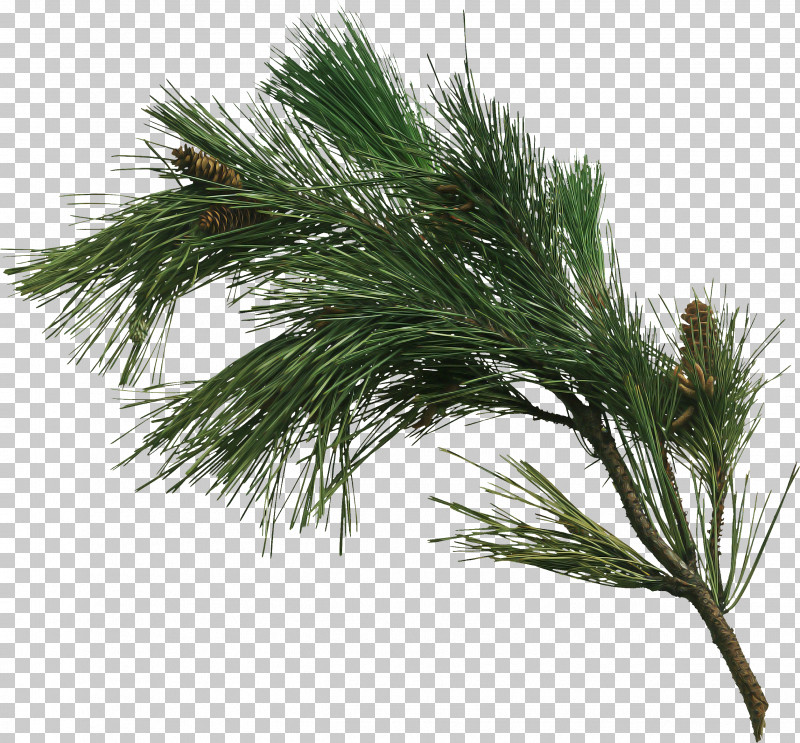 White Pine Red Pine Loblolly Pine Shortstraw Pine Tree PNG, Clipart, American Larch, American Pitch Pine, Branch, Casuarina, Conifer Free PNG Download